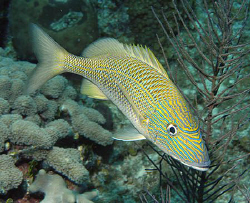 Portrait of a White Grunt (Haemulon plumierii) on Little ... by Jim Chambers 